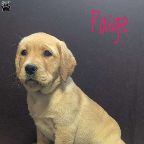 Paige, Yellow Labrador Retriever Puppy