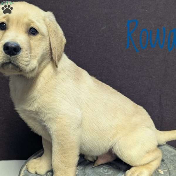 Rowan, Yellow Labrador Retriever Puppy