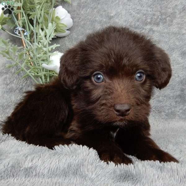 Charles, Mini Labradoodle Puppy