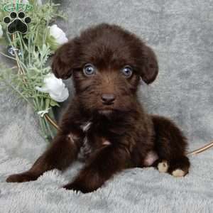 Charles, Mini Labradoodle Puppy