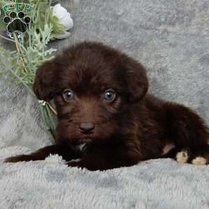 Charles, Mini Labradoodle Puppy