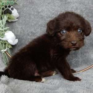 Charles, Mini Labradoodle Puppy