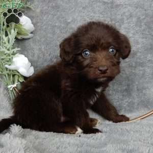 Charles, Mini Labradoodle Puppy