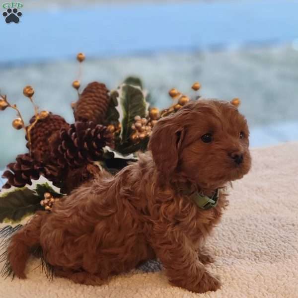 Peter, Cavapoo Puppy