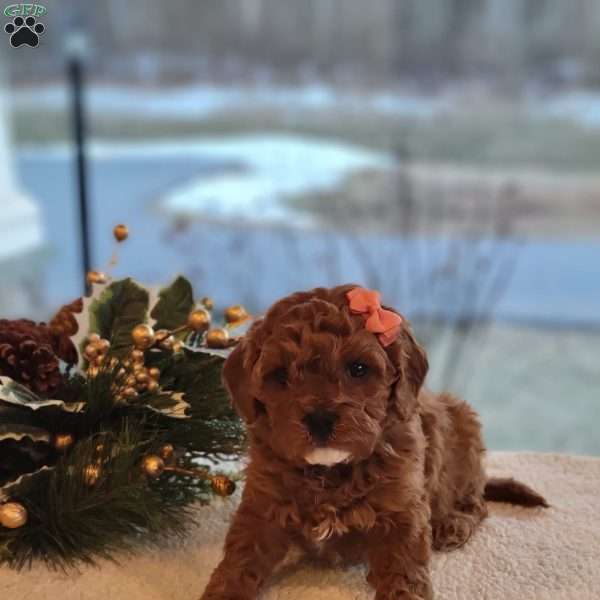 Essie, Cavapoo Puppy