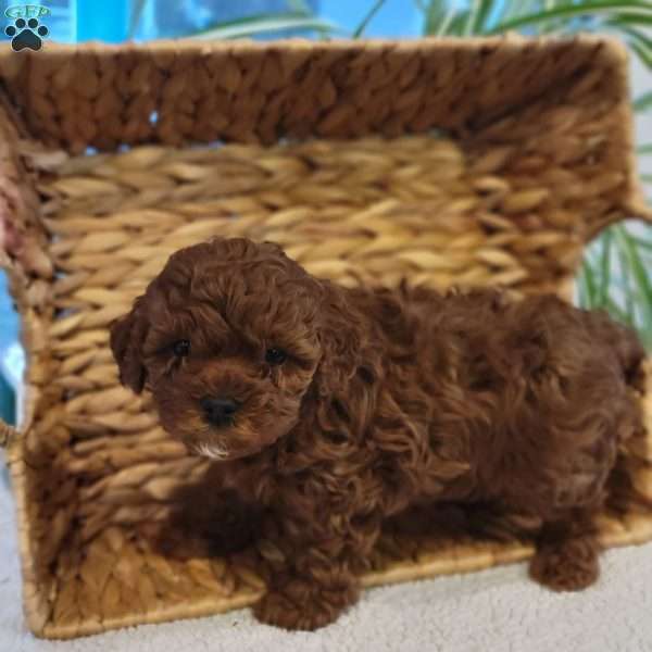 Jax, Cavapoo Puppy