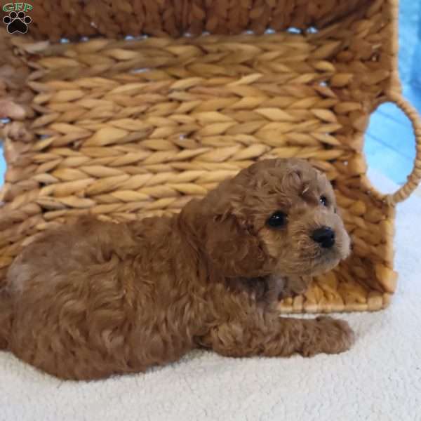 Leo, Cavapoo Puppy