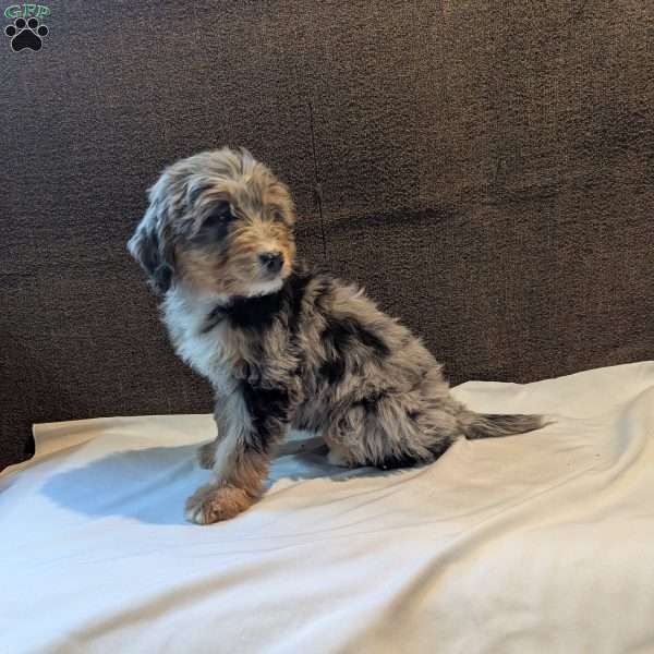 Arie, Mini Bernedoodle Puppy