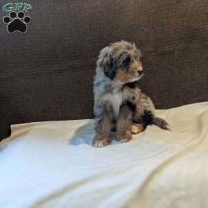 Arie, Mini Bernedoodle Puppy