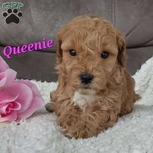 Queenie, Cavapoo Puppy