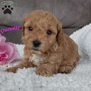 Queenie, Cavapoo Puppy