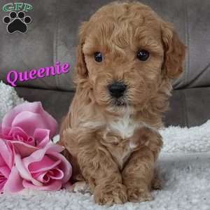 Queenie, Cavapoo Puppy