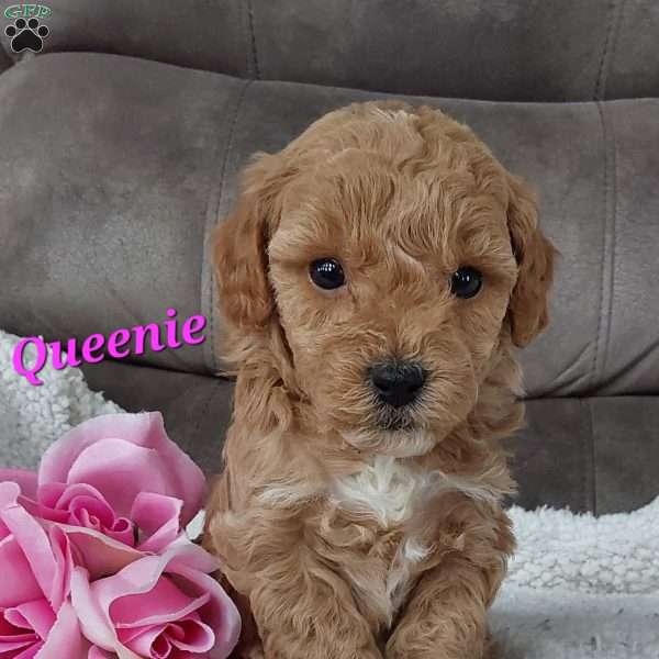 Queenie, Cavapoo Puppy