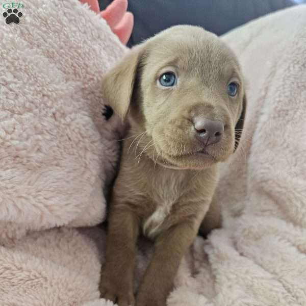 Helga, Fox Red Labrador Retriever Puppy