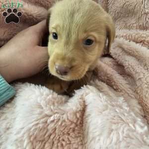 Sniff, Yellow Labrador Retriever Puppy