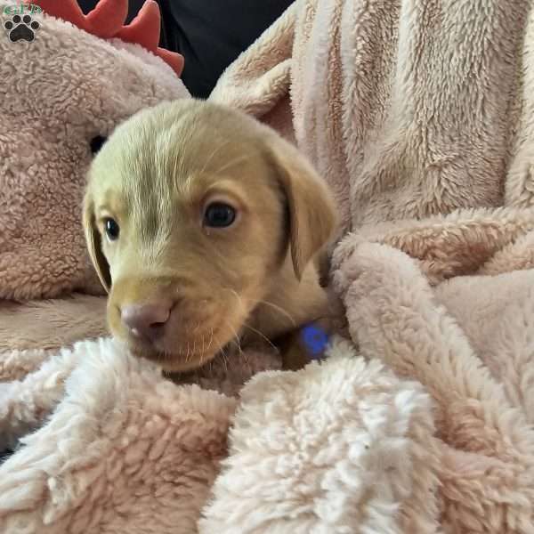 Sniff, Yellow Labrador Retriever Puppy