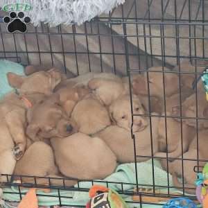 Helga, Fox Red Labrador Retriever Puppy