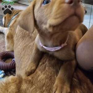 Helga, Fox Red Labrador Retriever Puppy