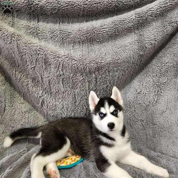 Spike, Siberian Husky Puppy