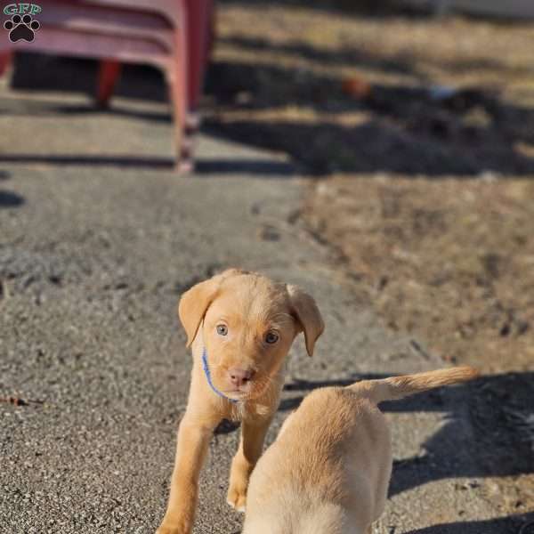 Sniff, Yellow Labrador Retriever Puppy