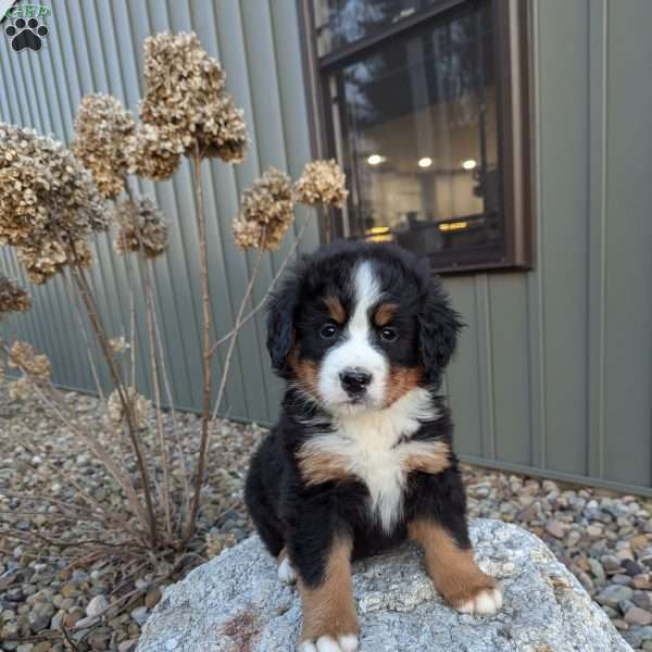 Jack, Bernese Mountain Dog Puppy