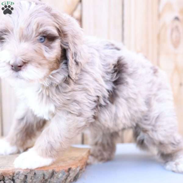 Bailey, Bernedoodle Puppy