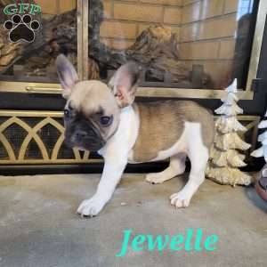 Jewelle, French Bulldog Puppy