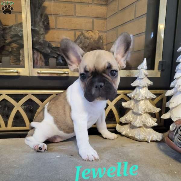 Jewelle, French Bulldog Puppy