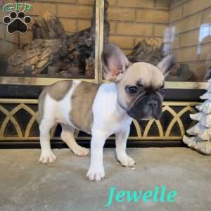 Jewelle, French Bulldog Puppy