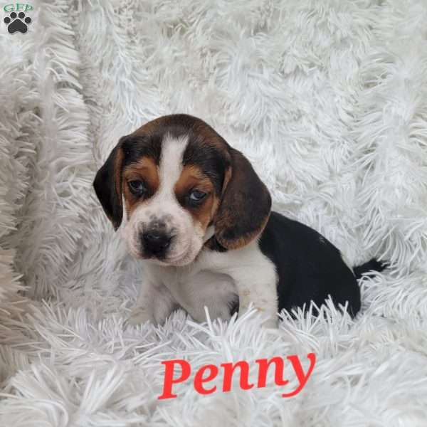 Penny, Beagle Puppy