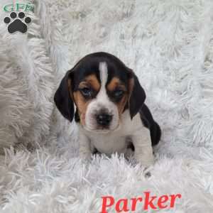 Parker, Beagle Puppy