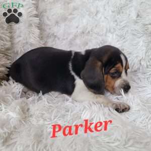 Parker, Beagle Puppy