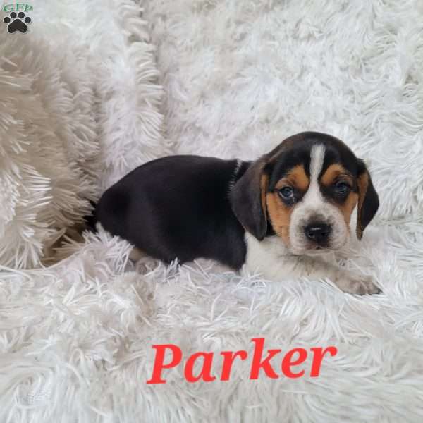 Parker, Beagle Puppy