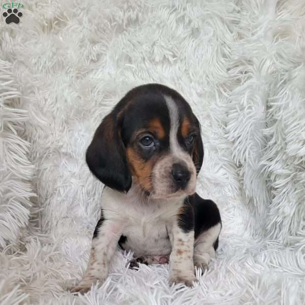 Percy, Beagle Puppy