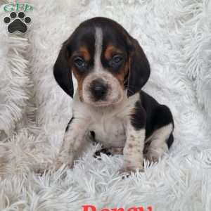 Percy, Beagle Puppy