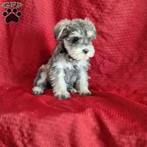 Rose, Miniature Schnauzer Puppy