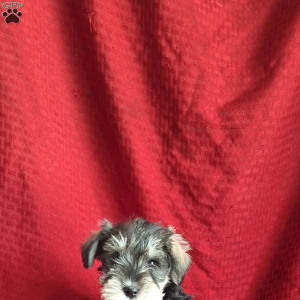 Rose, Miniature Schnauzer Puppy