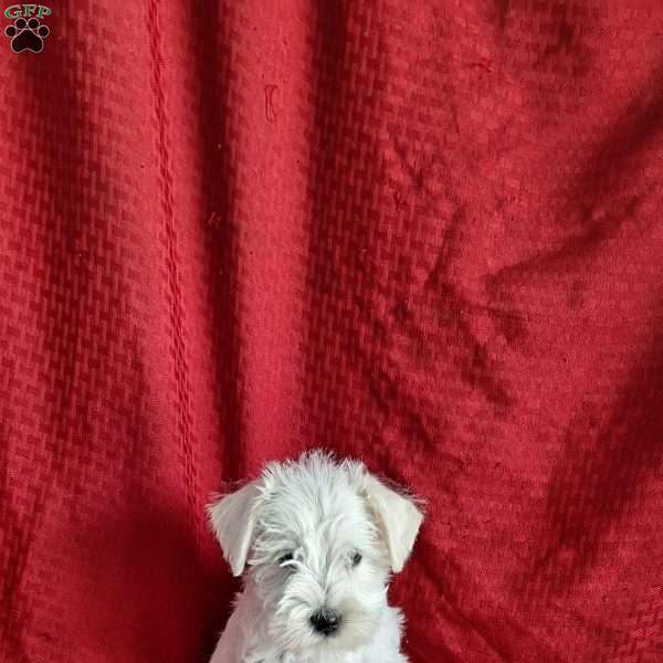 Ricky, Miniature Schnauzer Puppy