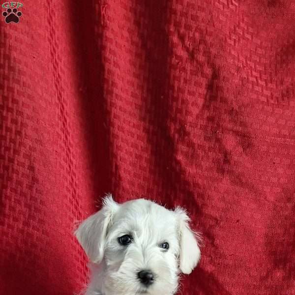 Ryan, Miniature Schnauzer Puppy