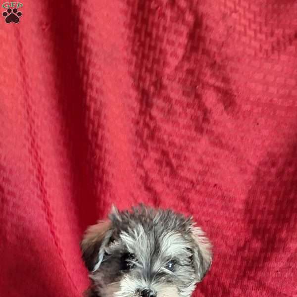 Riley, Miniature Schnauzer Puppy