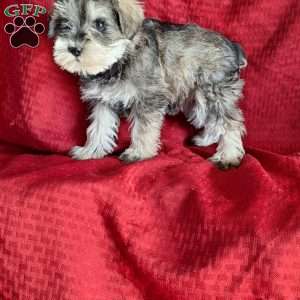 Riley, Miniature Schnauzer Puppy