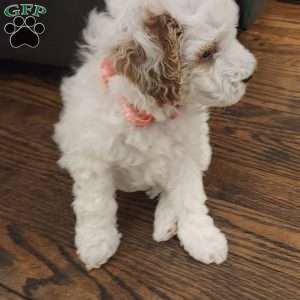 Winter, Miniature Poodle Puppy