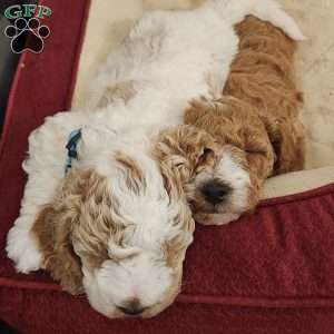 Frosty, Miniature Poodle Puppy