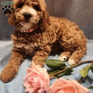 Noelle, Miniature Poodle Puppy