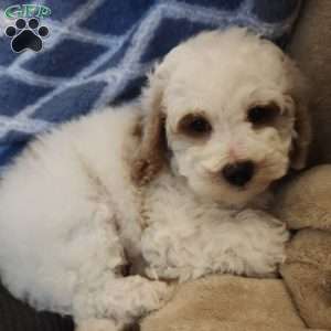 Winter, Miniature Poodle Puppy