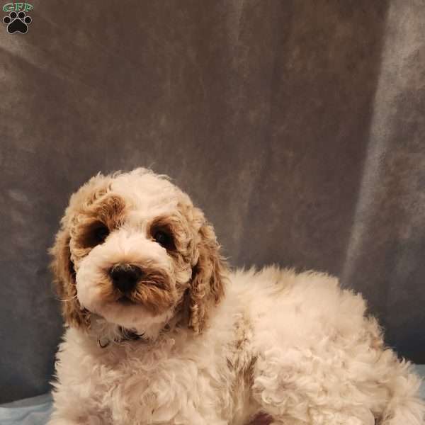 Frosty, Miniature Poodle Puppy