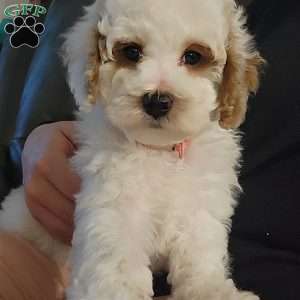 Winter, Miniature Poodle Puppy