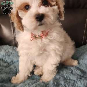 Winter, Miniature Poodle Puppy