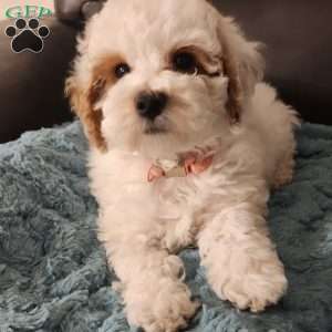 Winter, Miniature Poodle Puppy