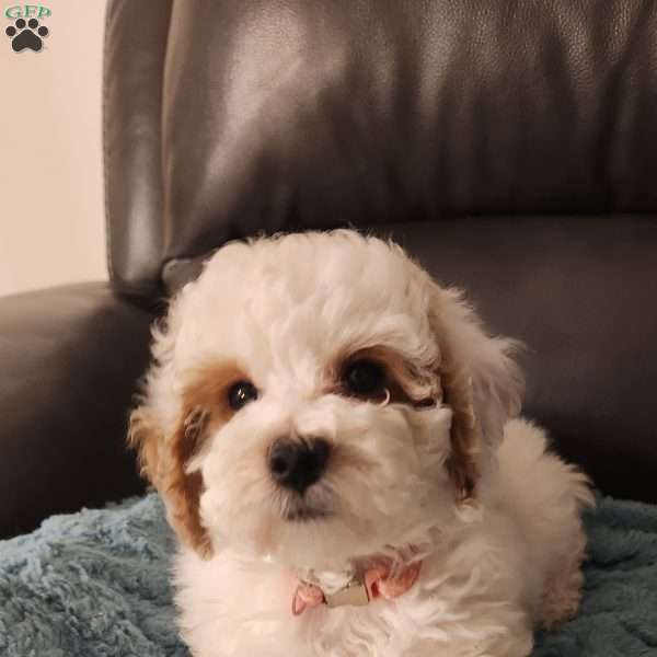 Winter, Miniature Poodle Puppy